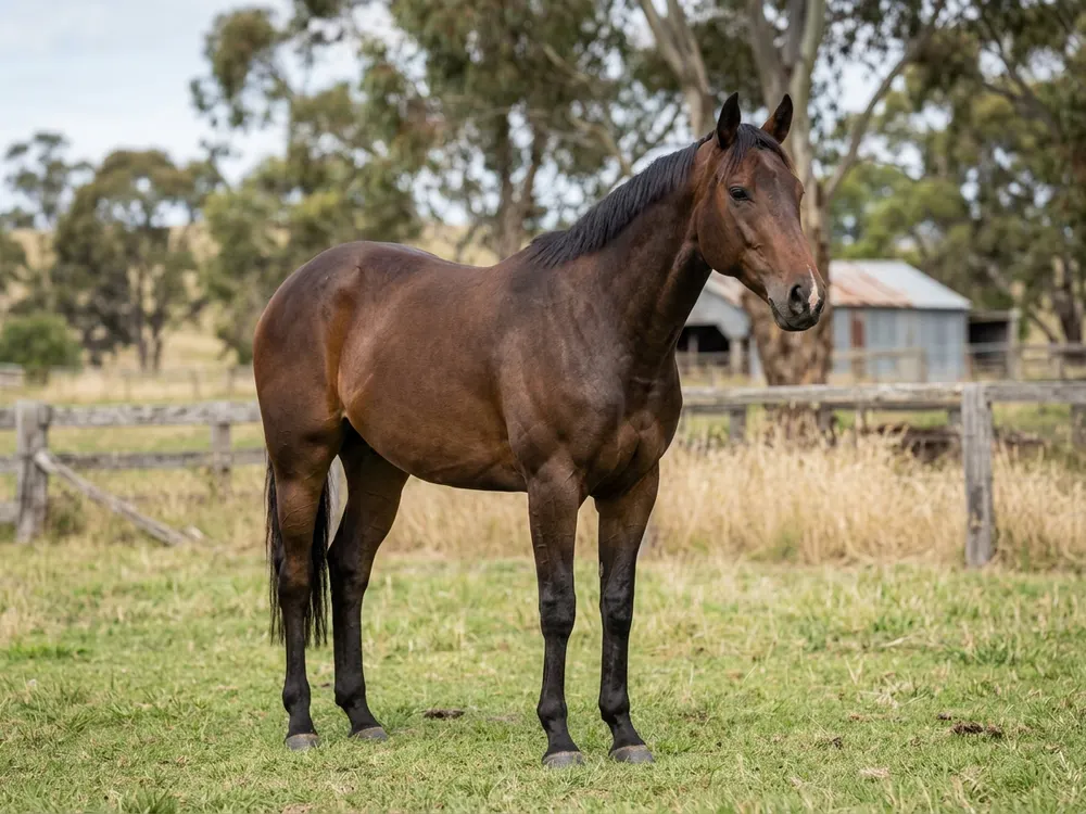 Australian Stock Horse