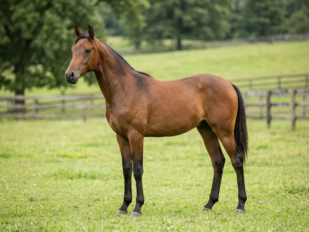 Caspian Horse