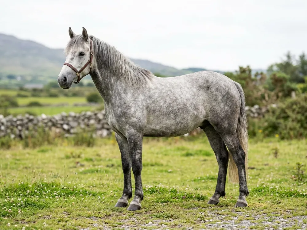 Connemara Pony