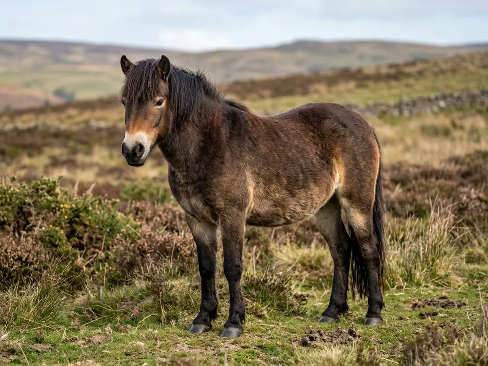 Exmoor Pony