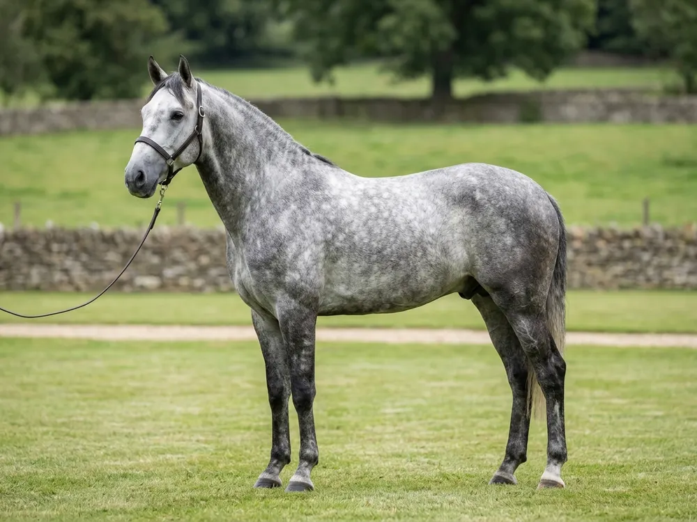 Lusitano