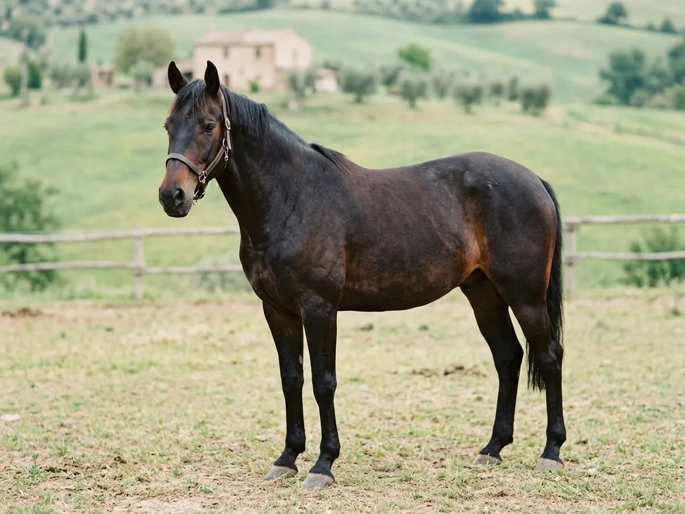 Maremmano