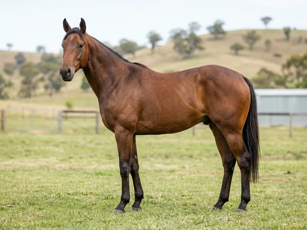 Waler Horse