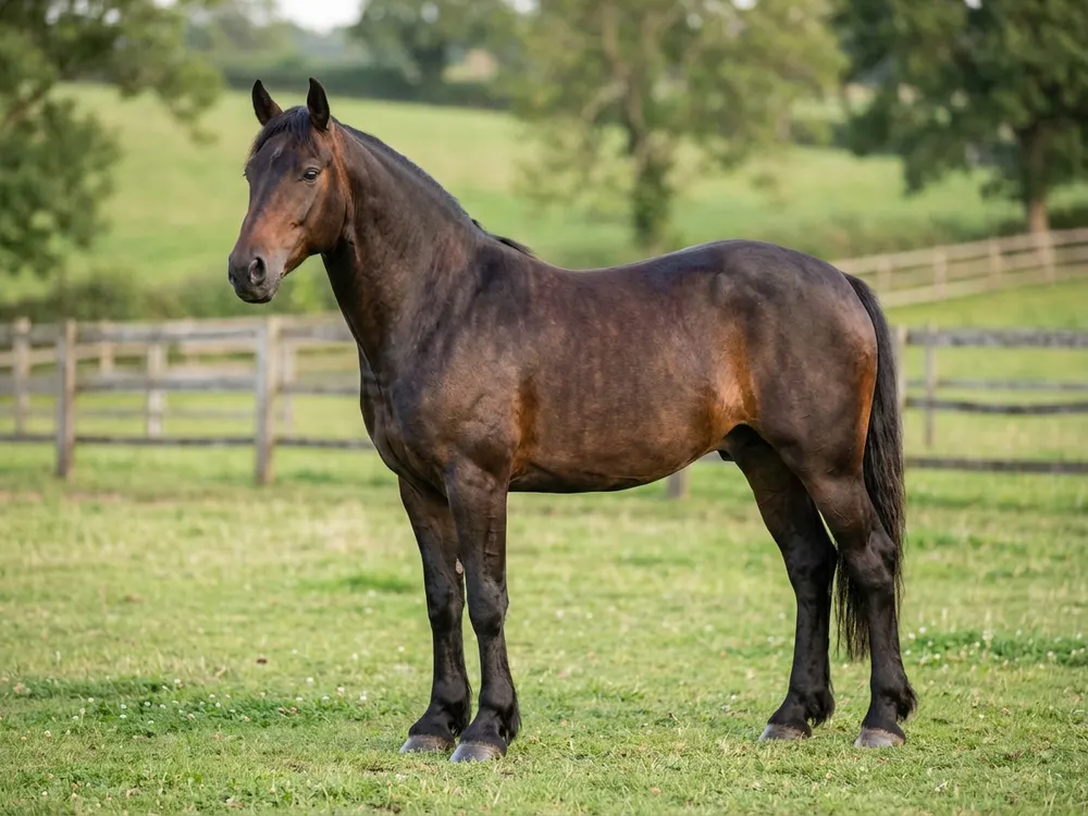 Welsh Pony and Cob
