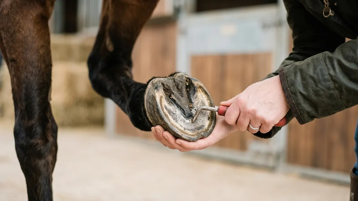 Daily hoof check
