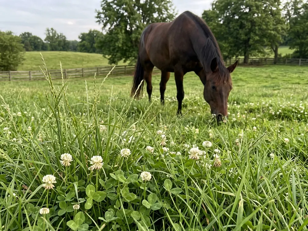 Clover
